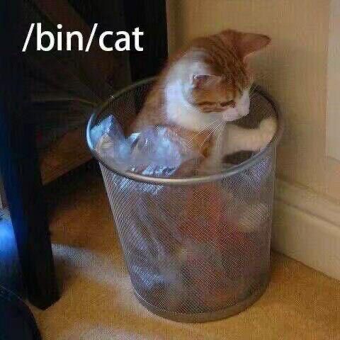 /bin/cat